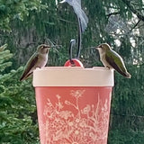 Insulated Hummingbird Feeder