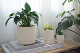 Hemlock Planter - 4"